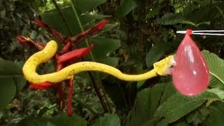 SloMo Deadly Viper Experiment | Deadly 60 | Series 2 | BBC Earth