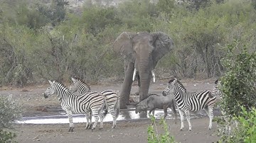 Who is the King of the jungle? Lions or the Elephants?