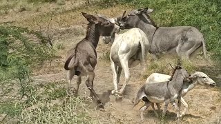 Two male donkeys with One in Jungle |@MP2animals