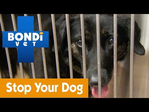 Video: Tips til at undgå handelssygdomme med dine kæledyr