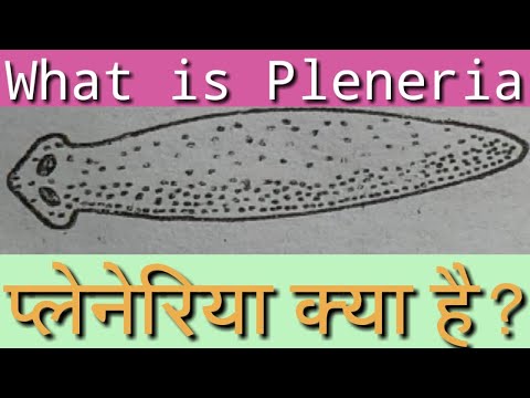 वीडियो: क्या प्लेनेरिया एक कीड़ा है?