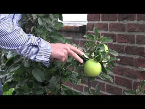 Video: Vruchtvorming Van Appelbomen: In Welk Jaar Na Het Planten Begint De Appelboom Vrucht Te Dragen? Hoe Vaak Draagt ze In Haar Leven Vrucht? Wat Te Doen Om Elk Jaar Vrucht Te Dragen?