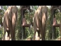 Pattaya Elephant Village in 3D