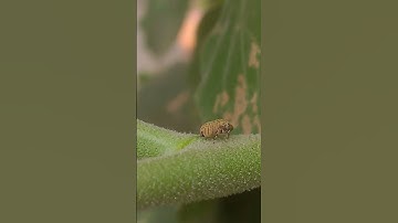 #shortvideo #insects #shortvideo #insects