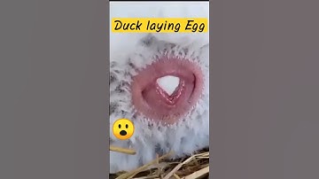🦆Duck Laying an Egg🥚#shorts #duck