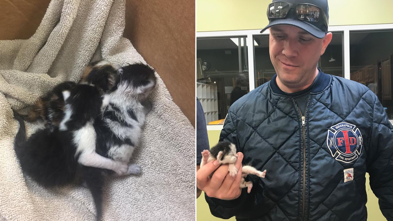 Watch Firefighters Bottle Feed Newborn Kittens Found Inside Engine Of
