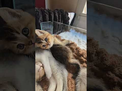 هنا بتتمزج الماجد كلو مع القطط  