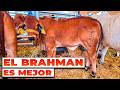 El BRAHMAN es el MEJOR PARA MI RANCHO | Rancho Las Marías | Rancho Cinco Talentos