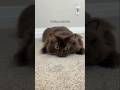#JasonDeruloTV // Awh 🥰 #GotPermissionToPost From @freyathesiberian #SlowLow