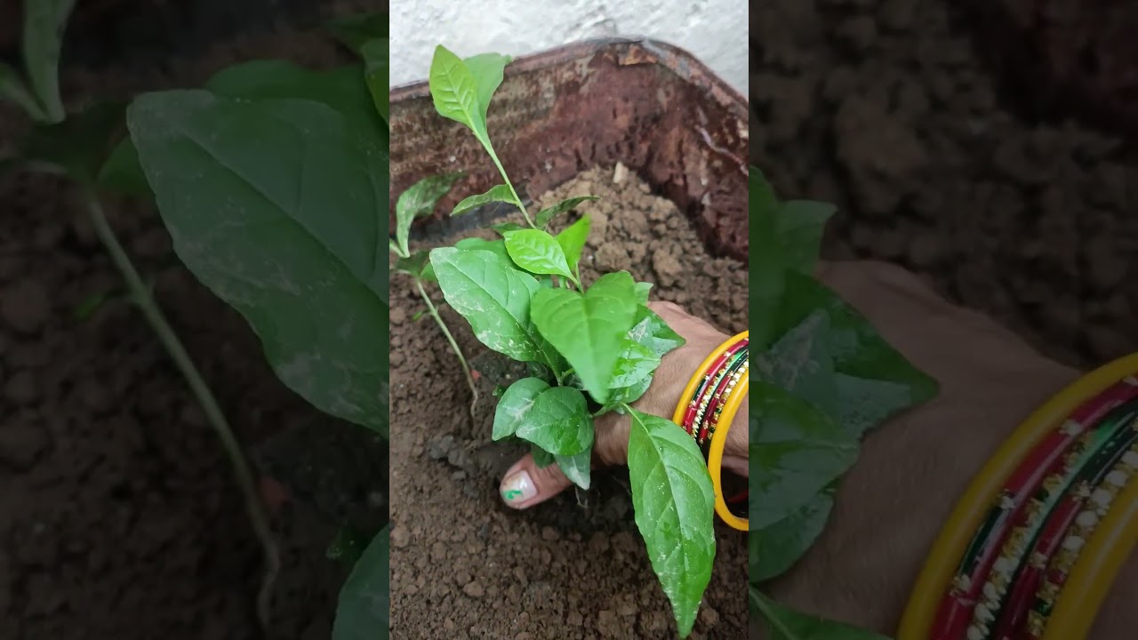 🌱बेलपत्र का पौधा सावन के महीने में लगाना शुभ होता है🪴👍💯☘️ ||#garden #plants #sawan #tips #shorts