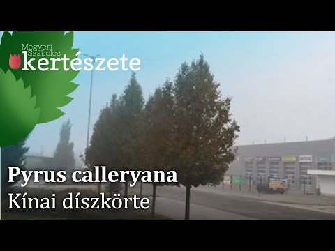 Videó: Hogyan kell átültetni a norvég lucfenyőt?