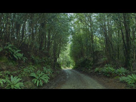 Rediscovering Aotearoa: Taiao | Nature