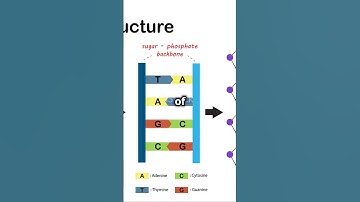DNA: The Blueprint of Life! 🧬