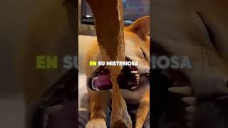 Pasó 6 meses trabajando en secreto… y el resultado fue inesperado 😳🐕