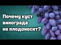 Почему взрослый куст винограда не плодоносит?