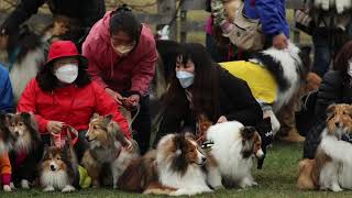 RoughCollie：ラフコリー山中湖オフ会inWoof20220414 by shylphmaster 1,301 views 2 years ago 16 minutes