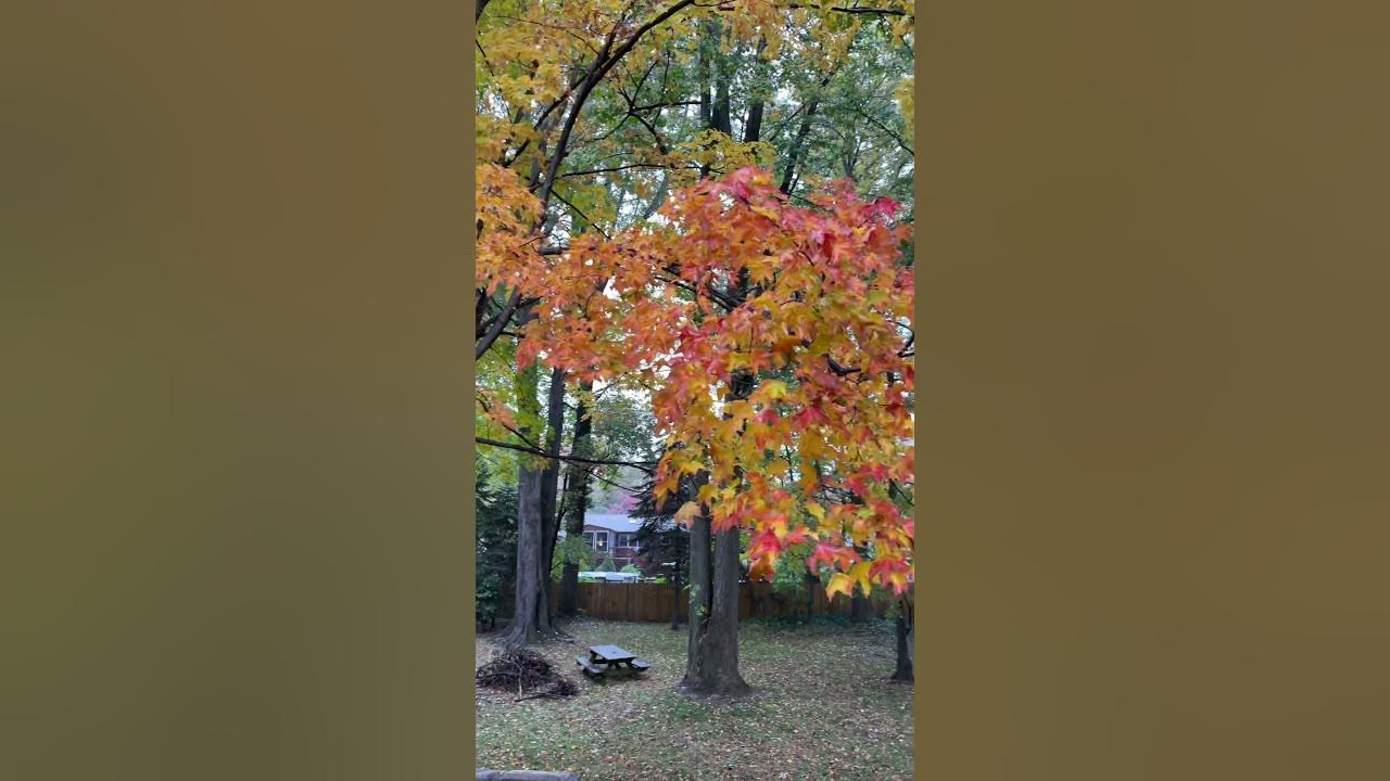 картавцев дождь в ноябре