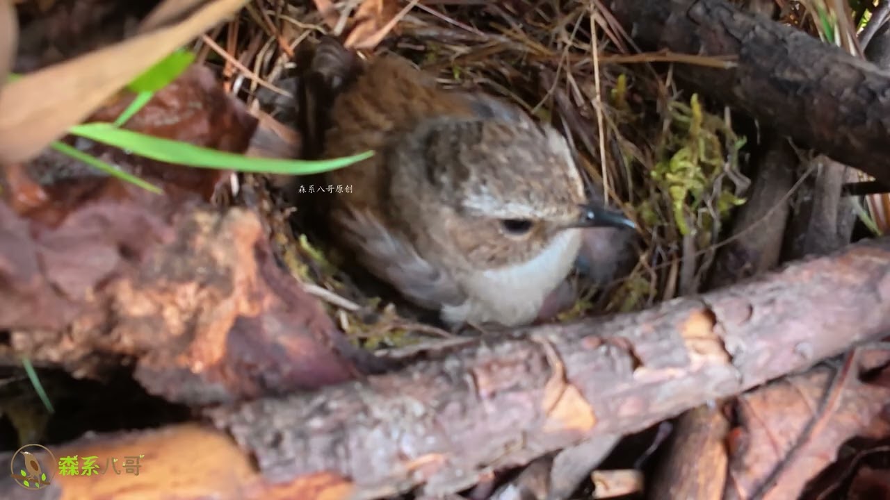 The cuckoo is eating little and lacks strength. For now, the other chicks are safe.杜鹃鸟吃得很少，小鸟还是安全的
