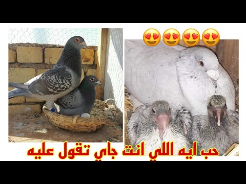 حب ايه اللي انت جاي تقول عليه