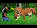 Wounded Tigress Gave Her Cubs To This Man. What He Did Next is Unbelievable!