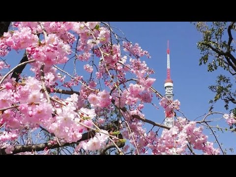 芝公園の桜と東京タワー