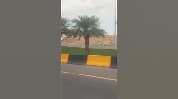 صباح جميل وبصوت خاشع نستمع للشيخ ماهر المعيقلي ماتيسر من سورة النمل ،،