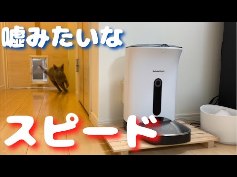 ごはんが出るより前に給餌器に到着するかわいい猫【ロシアンブルー】