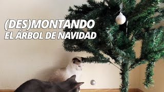 Des-Montando el árbol de navidad con gatos alrededor | Funny Cats