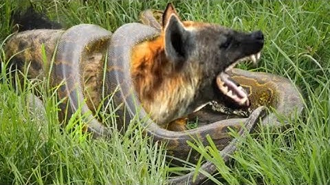 Horrifying Scene... Angry Python Swallows Hyenas For Being Robbed Of Prey - Wild Animal Attack