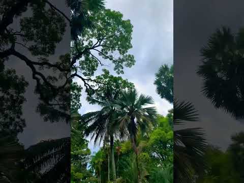 Video: Botaniska trädgården i Victoria (Botaniska trädgården) beskrivning och foton - Seychellerna: Victoria