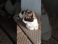 സമാധാനം തരൂല 🤭#shortvideo #cat #love #ambi ❤️