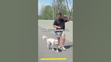 The 5 WORST Leash Reactive Dog Training Mistakes