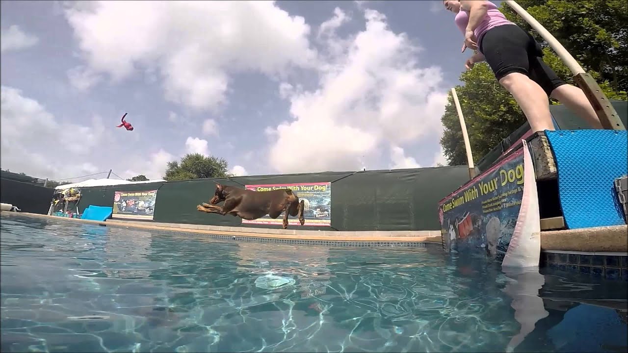 Doberman Rip jumping off dock into swimming pool chasing kong wubba dog toy slow moti YouTube