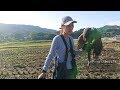 鷹の目線でカラスを捕獲　Hawk eyes camera 2019年10月29日