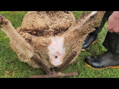 Skinning Sheep ( How To Skin A Sheep Inverted)