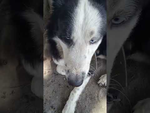Video: Vammaisen koiran hoito