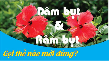 Dâm bụt hay Râm bụt? Gọi thế nào mới đúng?