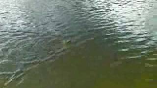 one more shing Mun fishing.mp4