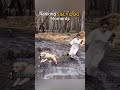 Ranking the Most Ridiculous Dog Fails!👑🐾