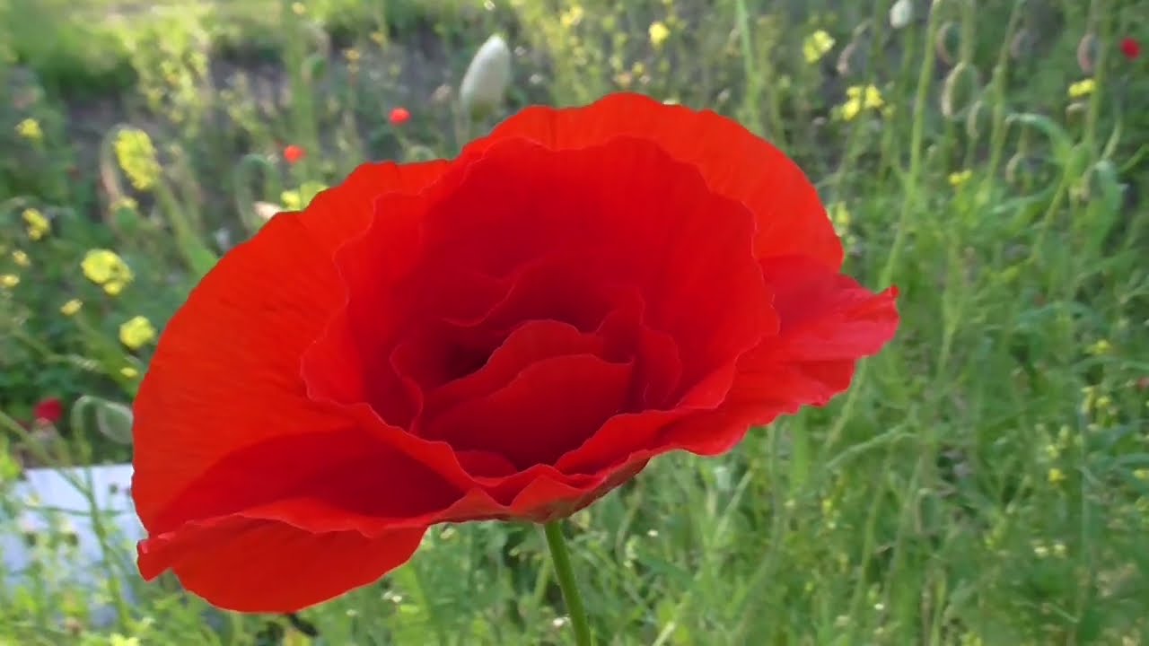 Grote Klaproos - Papaver rhoeas
