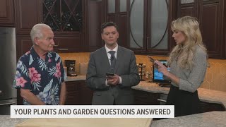 Craig explains the best way to get rid of lilies of the valley