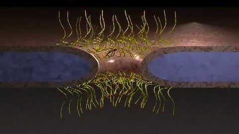 Model of Nuclear Pore Complex transport selectivity