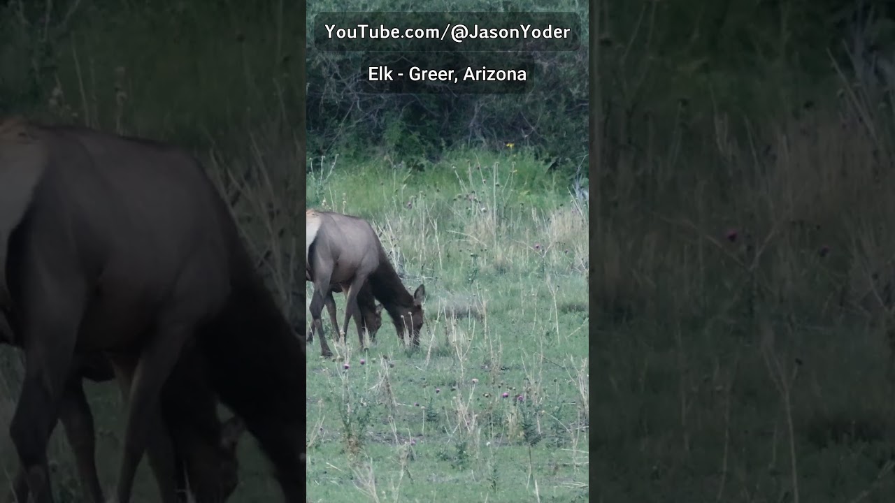 Elk in Greer, Arizona | Wildlife Photographer’s Dream