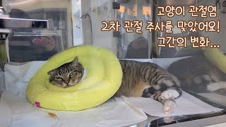 고양이 관절염, 2차 관절 주사를 맞았어요! 그간의 변화...