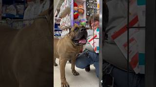 220lbs Presa “Vader” meeting some lovely friends at the store ❤️ #dog #viral #presacanario