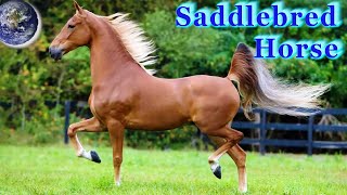 TOP Beautiful American Saddlebred Horse in the World!