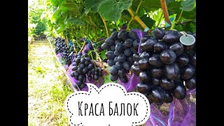 Виноград Краса Описание Сорта Фото