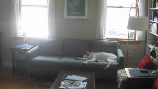 A Day In The Life Of Gus