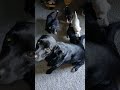 Momma and her pups at 30 days!!!