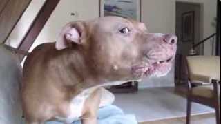 Vick Rescue, Ninas Trick, Mean Pit Bull-